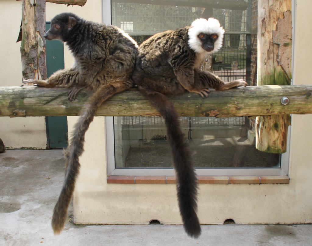 Zwei Weikopfmakis (Eulemur albifrons) am 18.3.2010 in der Orangerie in Strasbourg.