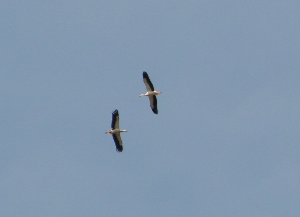 Zwei Weissstrche beim gemeinsamen Fliegen. Offenburg am 26.4.20096