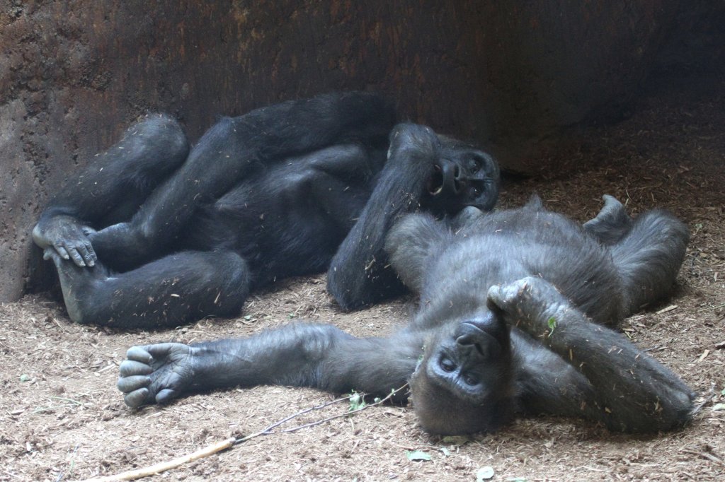 Zwei Westliche Flachlandgorillas (Gorilla gorilla gorilla) bei der Siesta. Toronto Zoo am 25.9.2010.