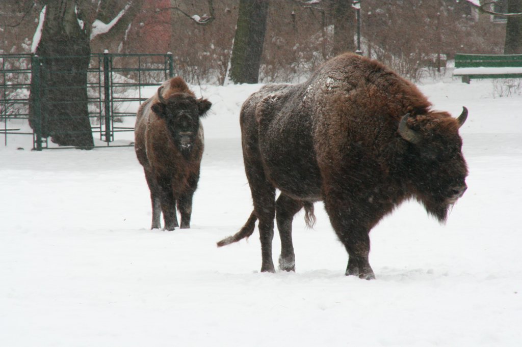Zwei Wisente (Bison bonasus) am 9.1.2010 im Tierpark Berlin.