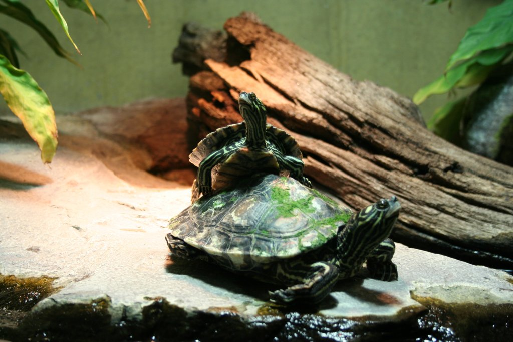 Zwei Zwerg-Hckerschildkrten oder auch Gelbtupfen-Hckerschildkrte (Graptemys flavimaculata) beim Sonnen.Stuttgart 30.3.2008. 