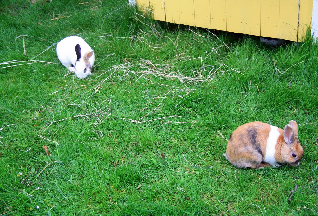 Zwei Zwergkaninchen im Garten in Kohlscheid-Bank am Abend des 29.5.2012.