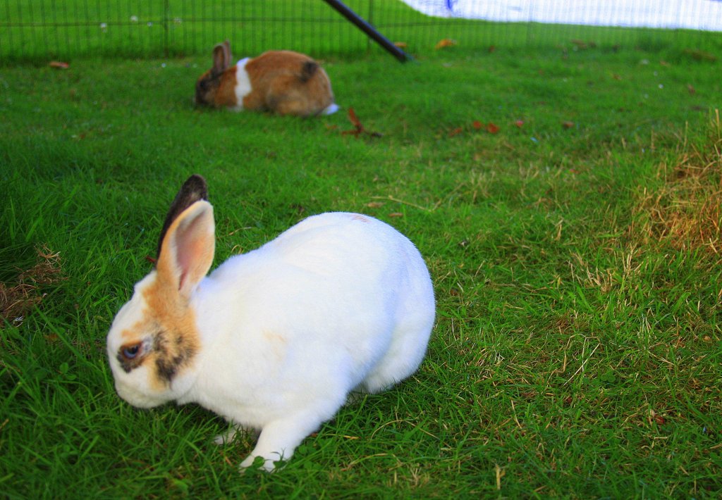 Zwei Zwergkaninchen sitzten auf der Wiese im Garten Kohlscheid-Bank am Abend des 7.7.2012. 