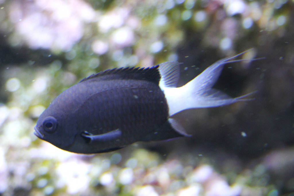 Zweifarben Riffbarsch (Chromis bicolor) am 23.4.2010 im Meeresaquarium Zella-Mehlis.