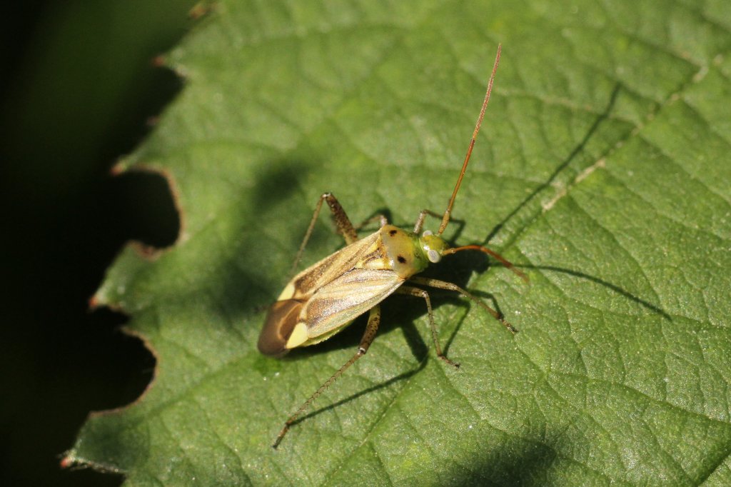 Zweipunktige Wiesenwanze (Calocoris norvegicus) am 4.6.2010 in Istein.