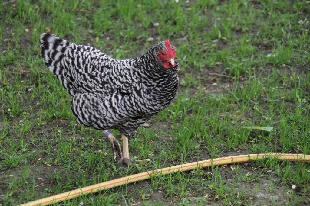 Zwerg-Amrock am 1.5.2010 im Tierpark Bad Ksen.