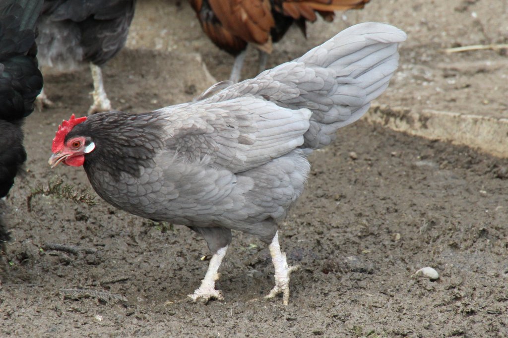 Zwerg-Andalusier am 14.4.2010 im Vogelpark Dielheim-Balzfeld.