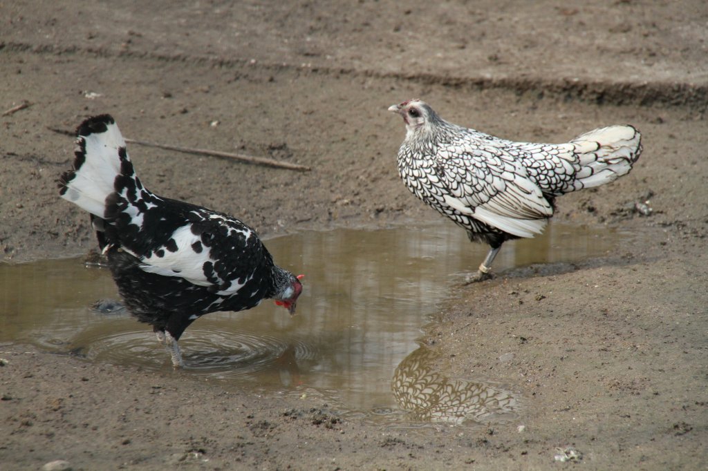 Zwerg-Hamburger in Silberlack (links) und Sebright in Silber (rechts) am 14.4.2010 im Vogelpark Dielheim-Balzfeld.