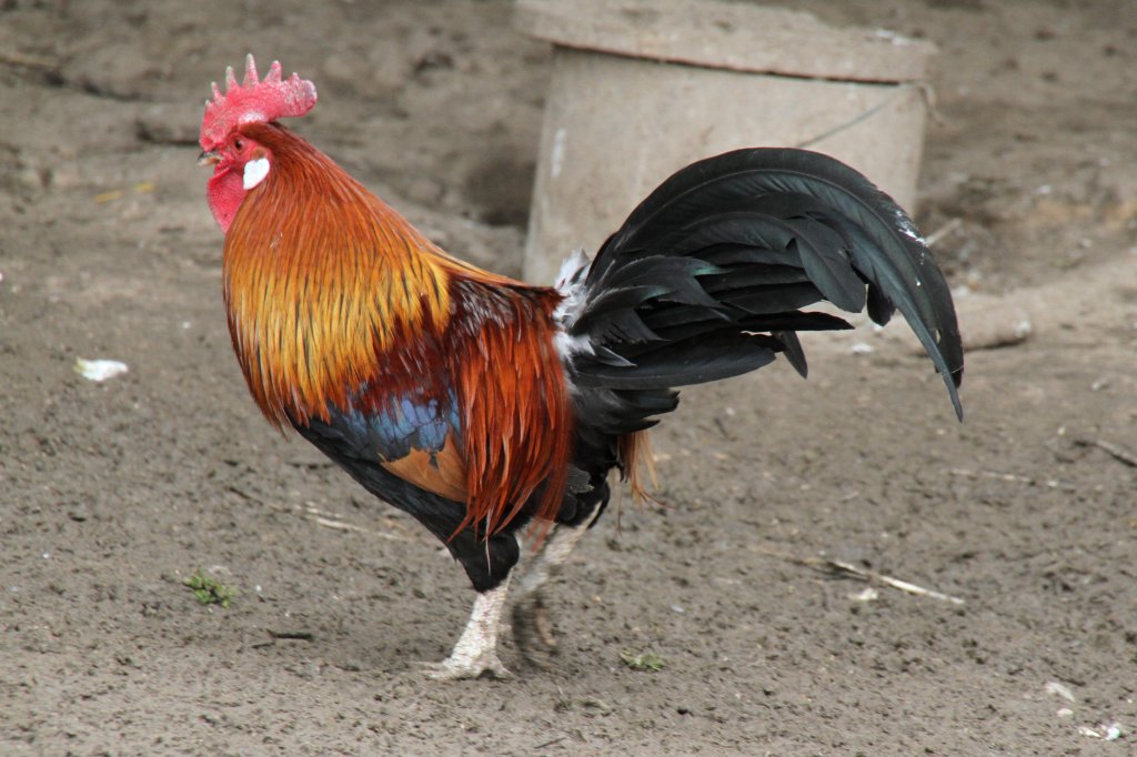 Zwerg-Italiener am 14.4.2010 im Vogelpark Dielheim-Balzfeld.