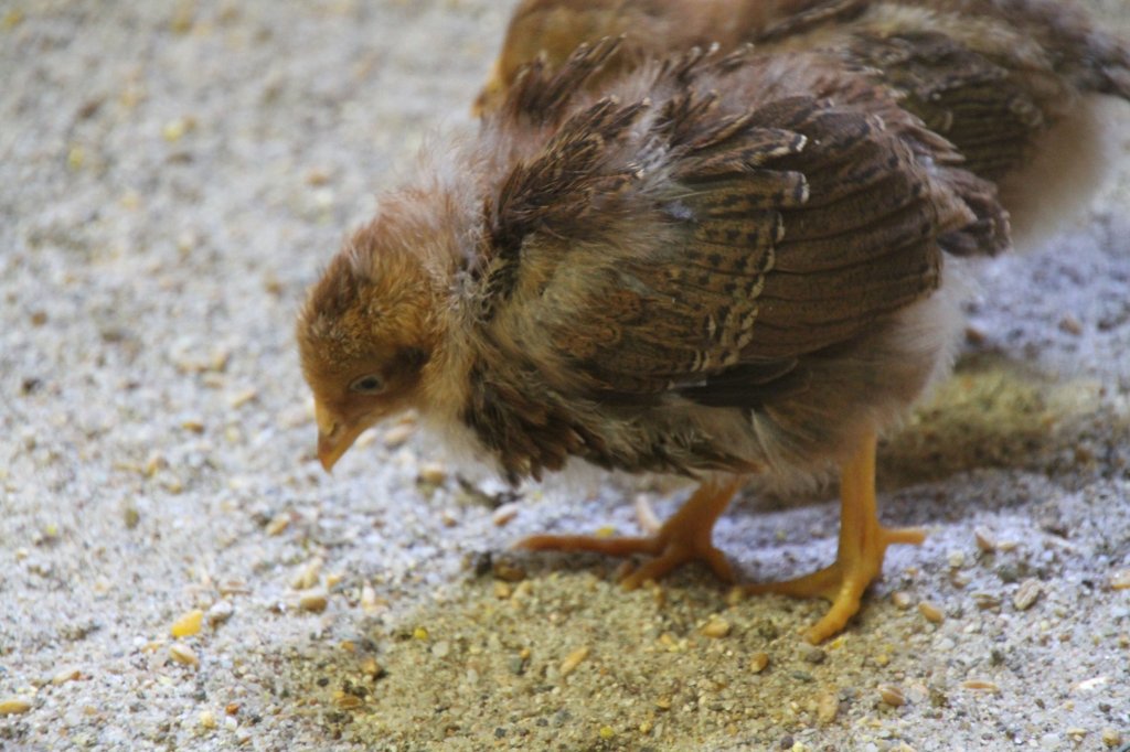 Zwerg-Welsumer Kken am 26.6.2010 im Zoo Leipzig.