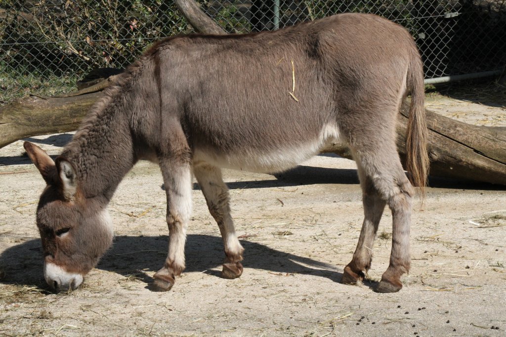 Zwergesel am 19.3.2010 im Zoo Basel.