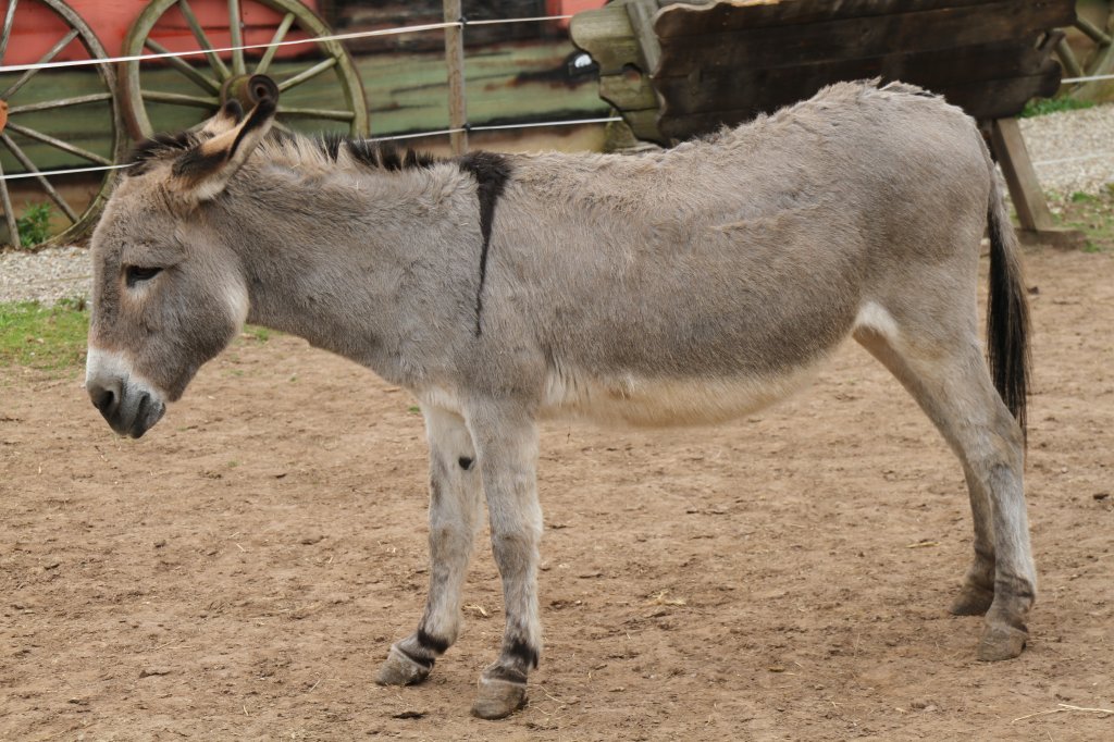 Zwergesel am 2.5.2010 im Freizeitpark Memleben.