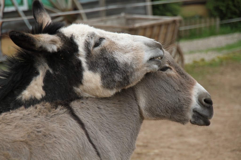 Zwergesel beim Vorspiel. Freizeitpark Memleben am 2.5.2010.