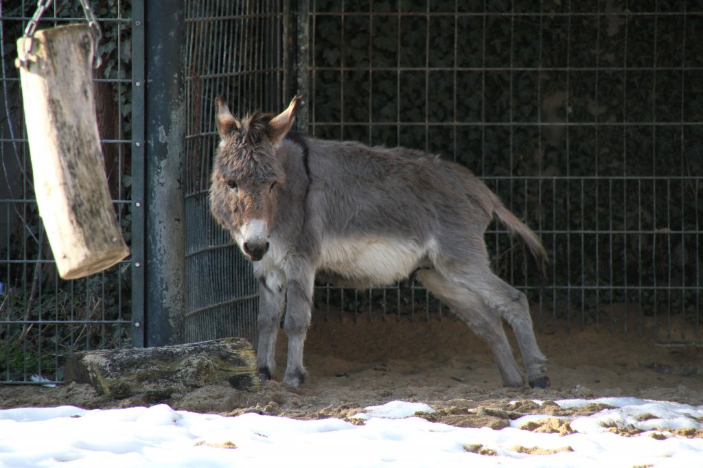 Zwergesel (Equus africanus f. asinus) bei Dehnbungen oder Yoga. Zoo Berlin am 25.2.2010.
