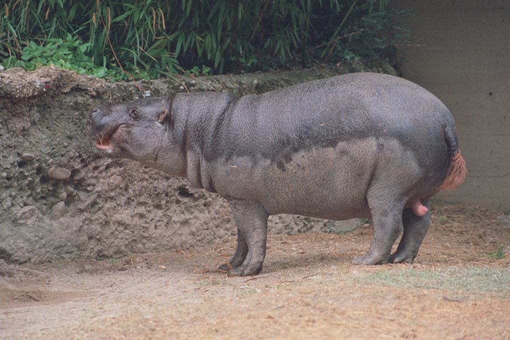 Zwergflupferd (Choeropsis liberiensis) am 1.5.1992 im Zoo Basel.