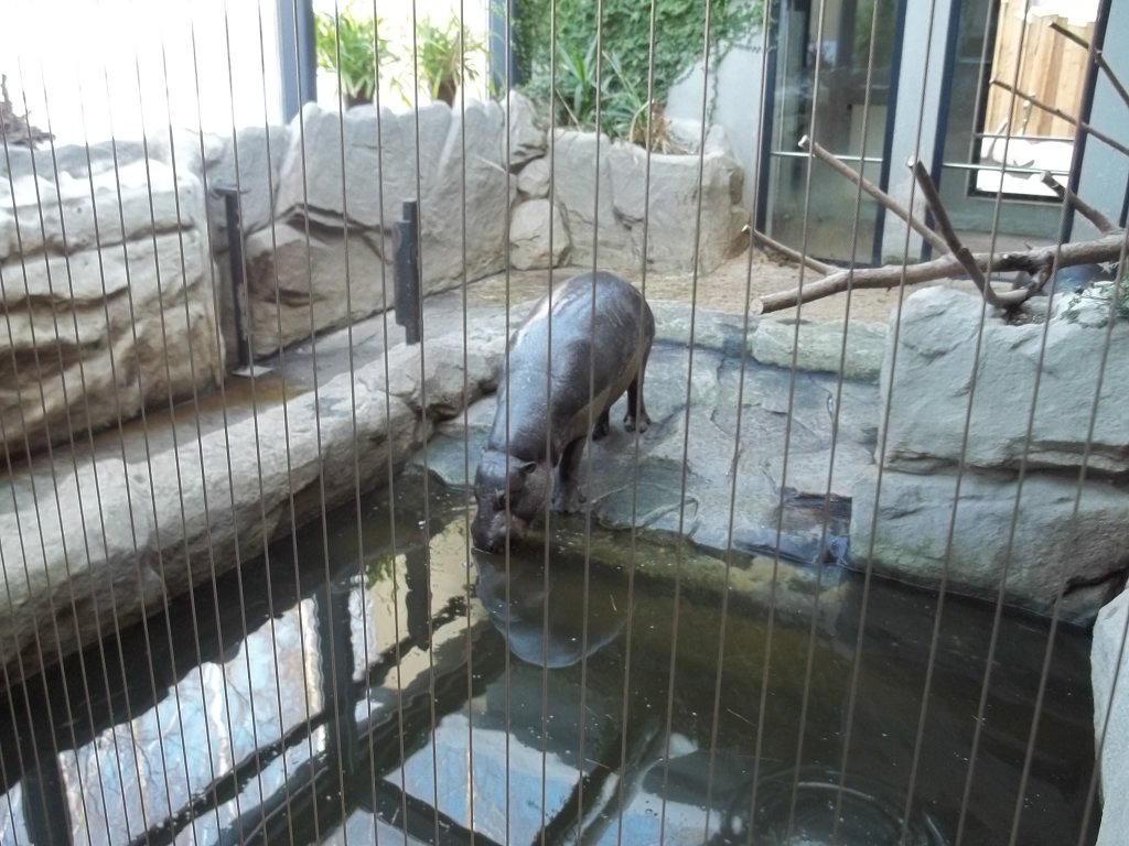 Zwergflupferd im Tropenhaus des Chemnitzer Tierparks. 05.01.2011