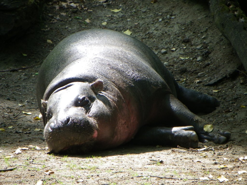 Zwergflusspferd im Zoo von Oppeln (Opole) in Oberschlesien