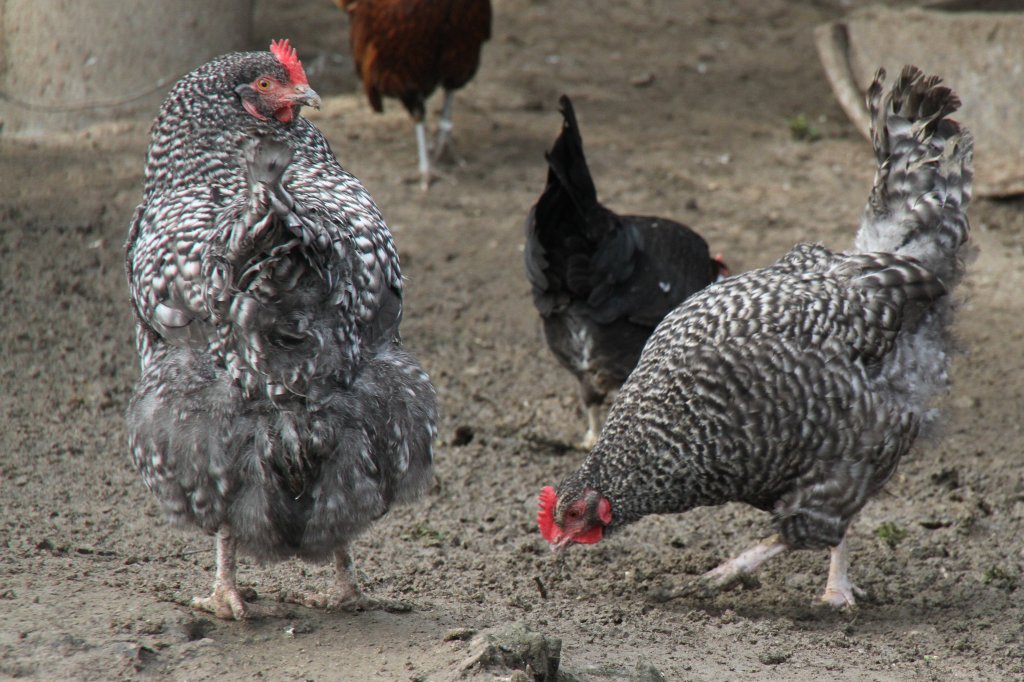 Zwerghuhn am 14.4.2010 im Vogelpark Dielheim-Balzfeld.