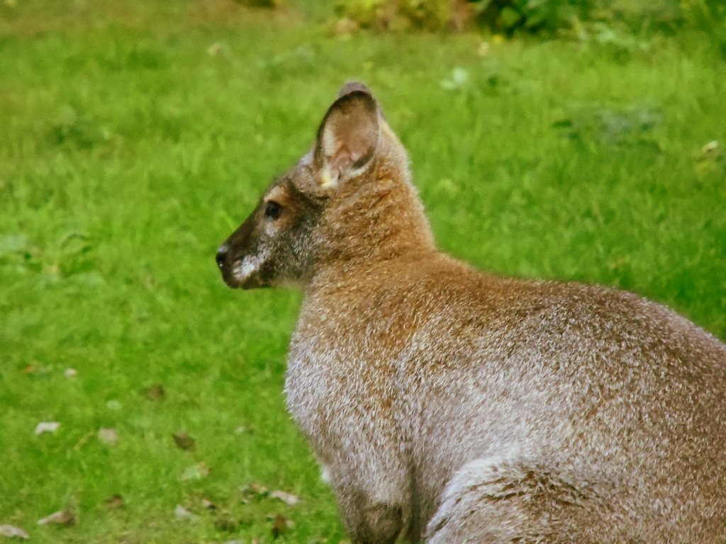 Zwergknguru im Tiergehege Zeulenroda am 14.09.12