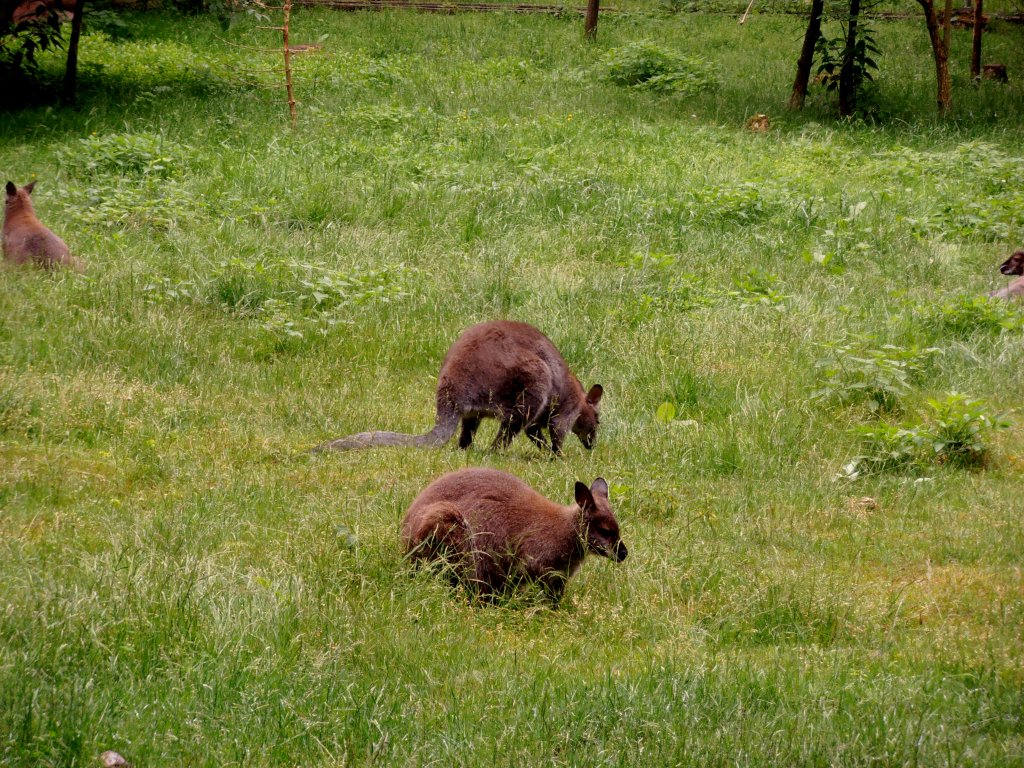 Zwergknguru im Tiergehege Zeulenroda am 19.06.2012