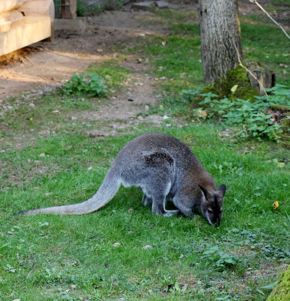 Zwergknguru im Tiergehege Zeulenroda am 29.09.2011