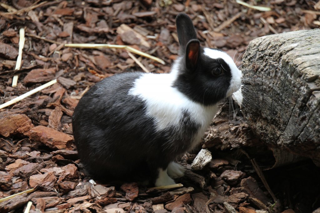 Zwergkaninchen am 26.6.2010 im Leipziger Zoo.