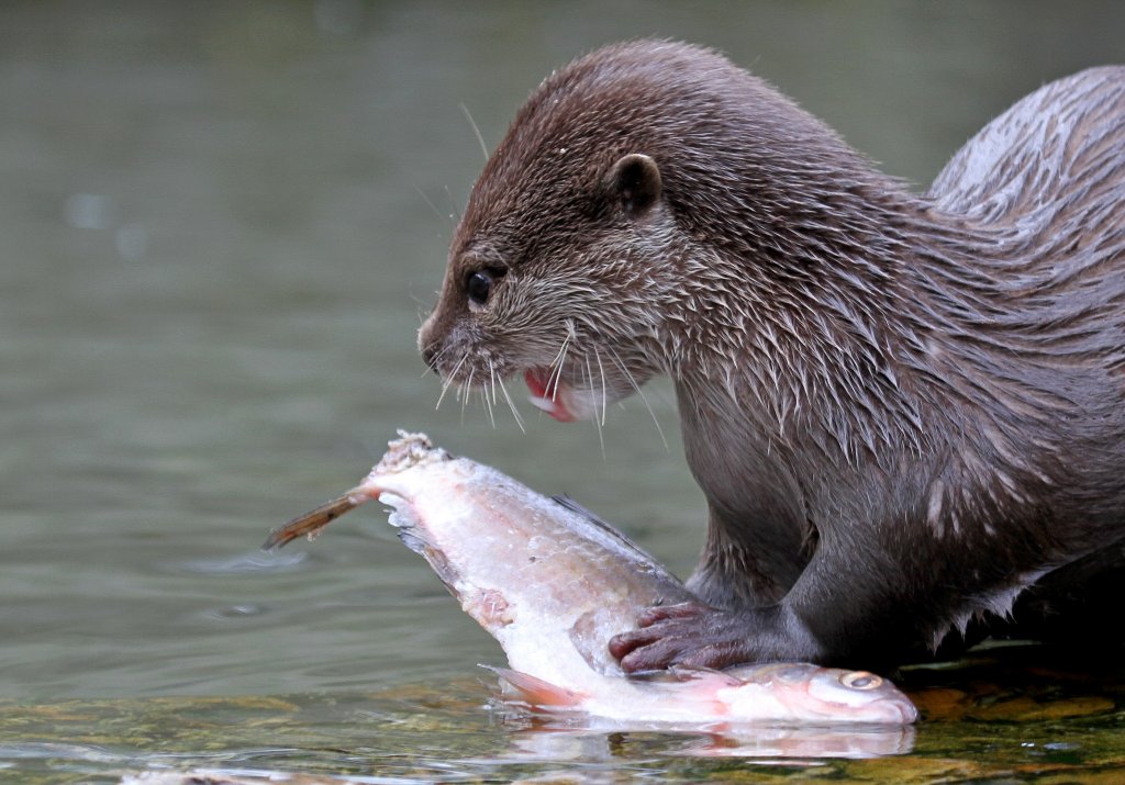 Zwergotter Tierfotos.eu
