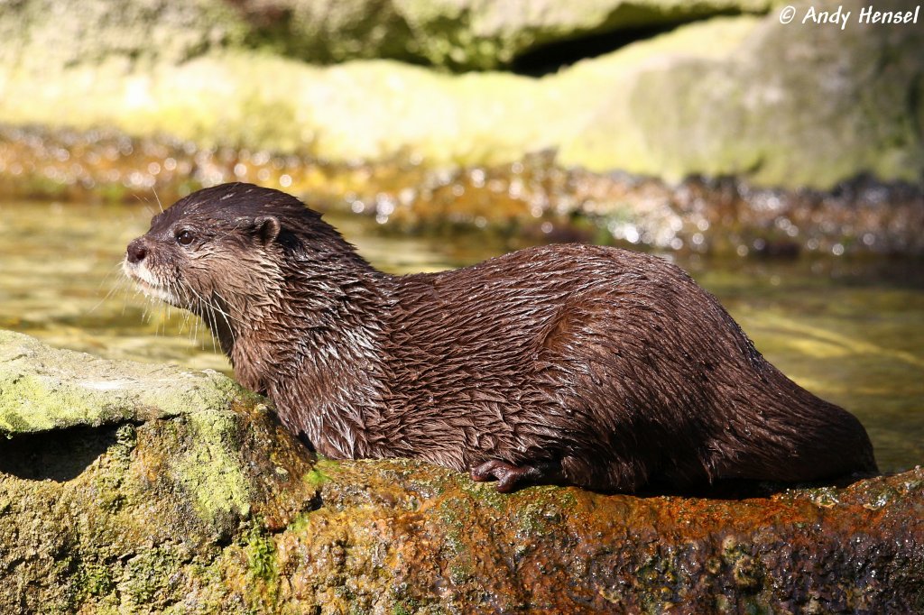 Zwergotter oder auch als Kurzkrallenotter bezeichnet.