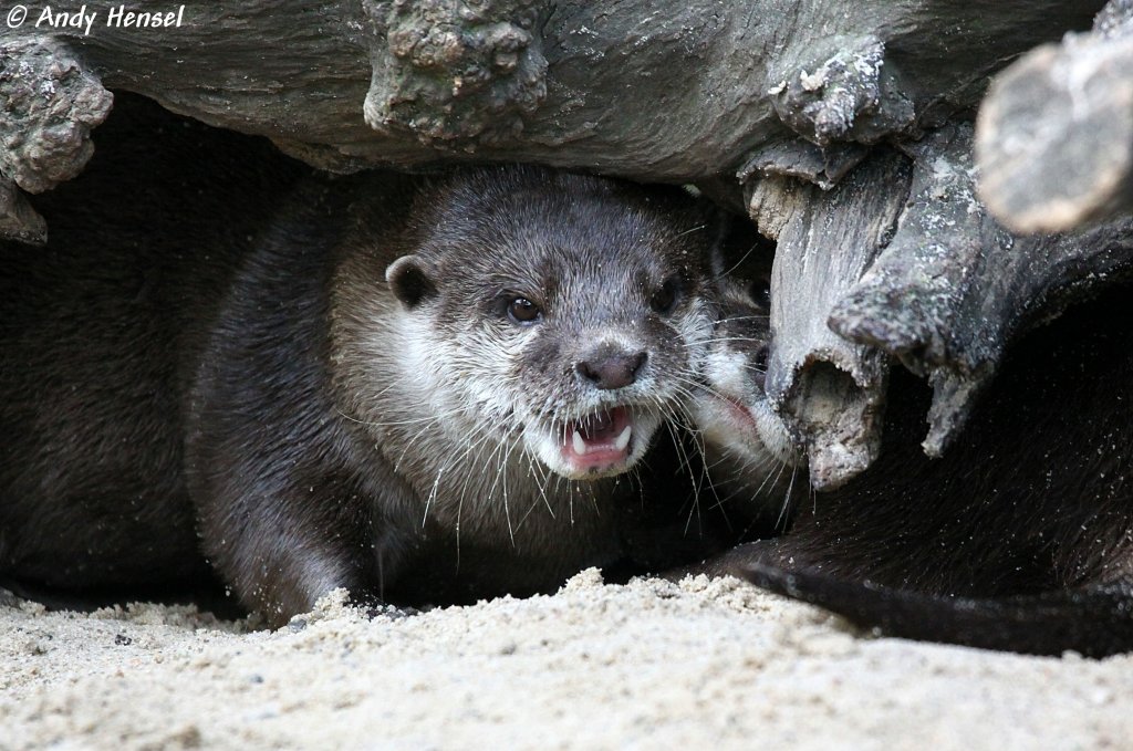 Zwergotter oder auch als Kurzkrallenotter bezeichnet.