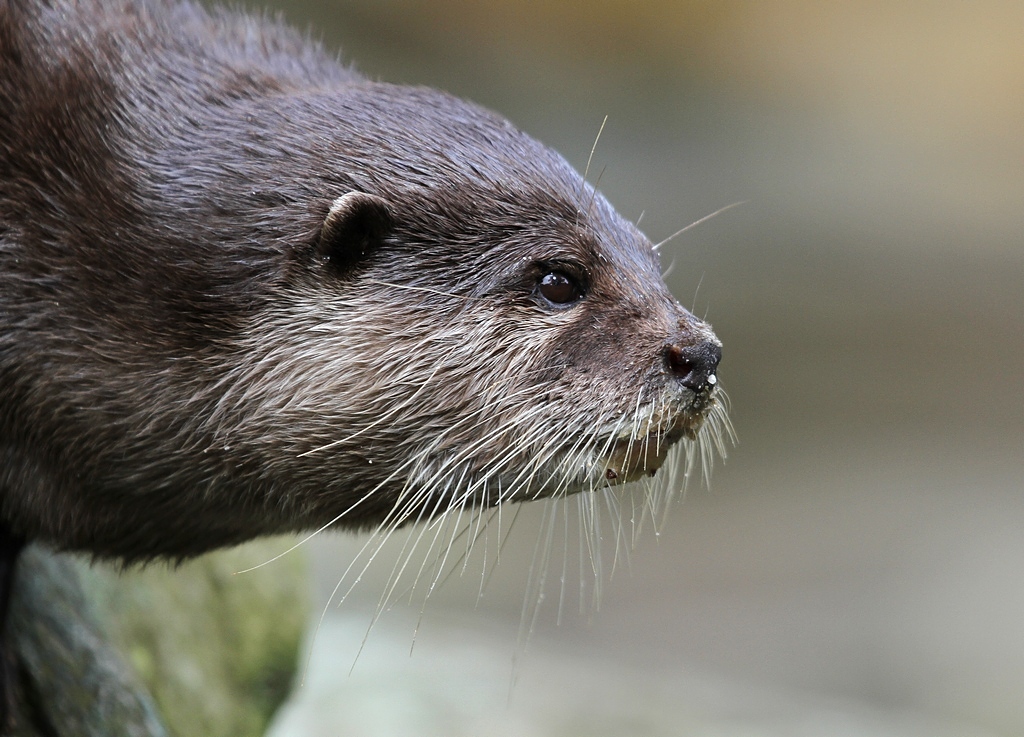 Zwergotter - Zoo Berlin