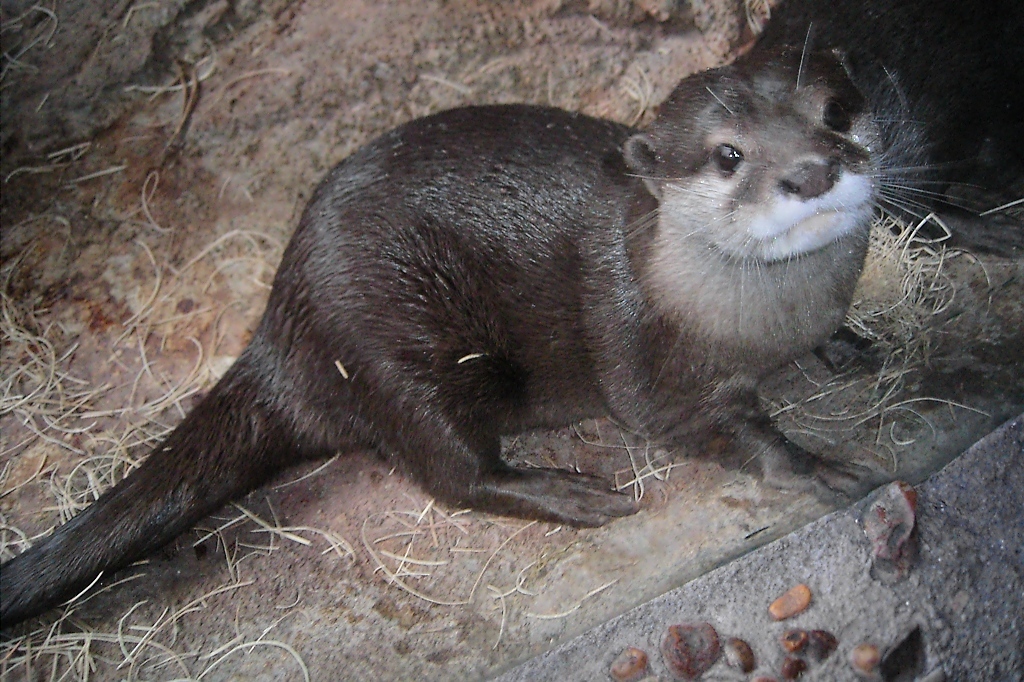 Zwergotter im Zoo von Houston, TX (27.05.09)