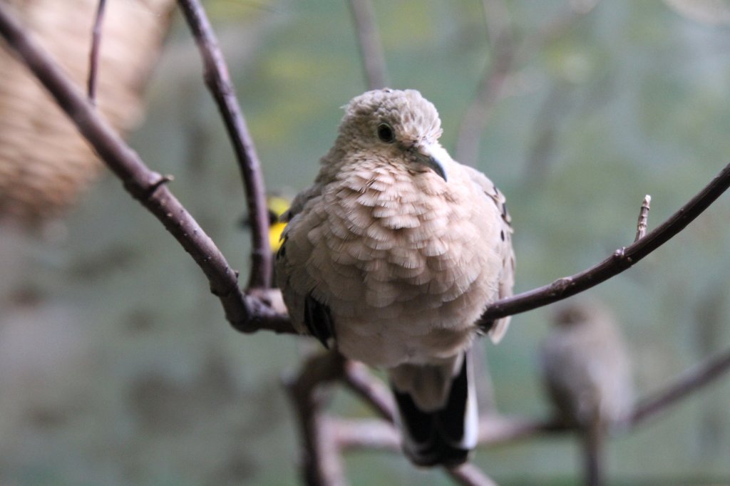 Zwergtubchen (Columbina minuta) am 11.3.2010 im Zoo Berlin.