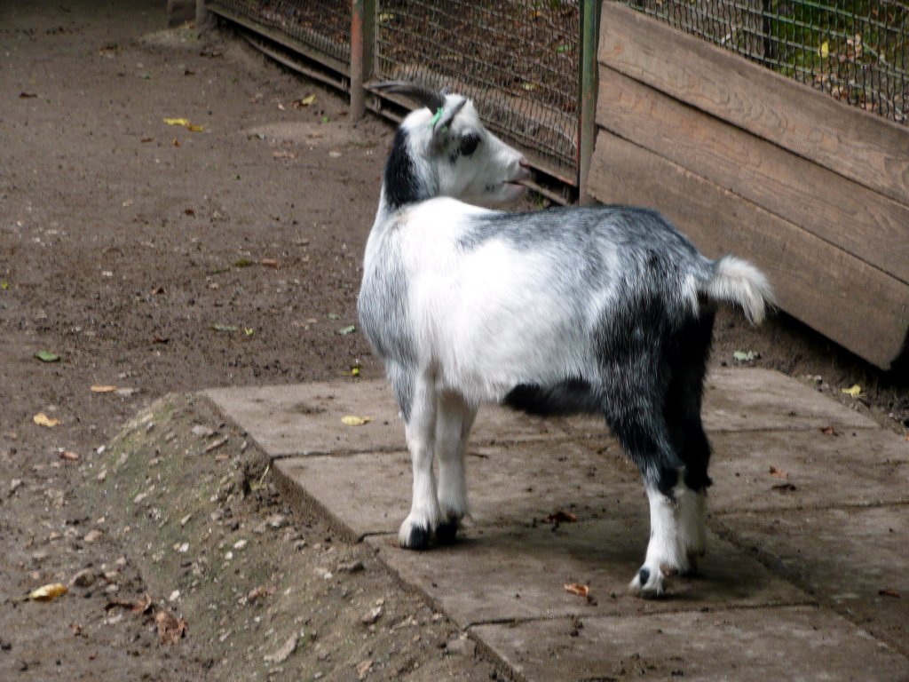 Zwergziege am 9.8.2011 im Tierpark Gera.