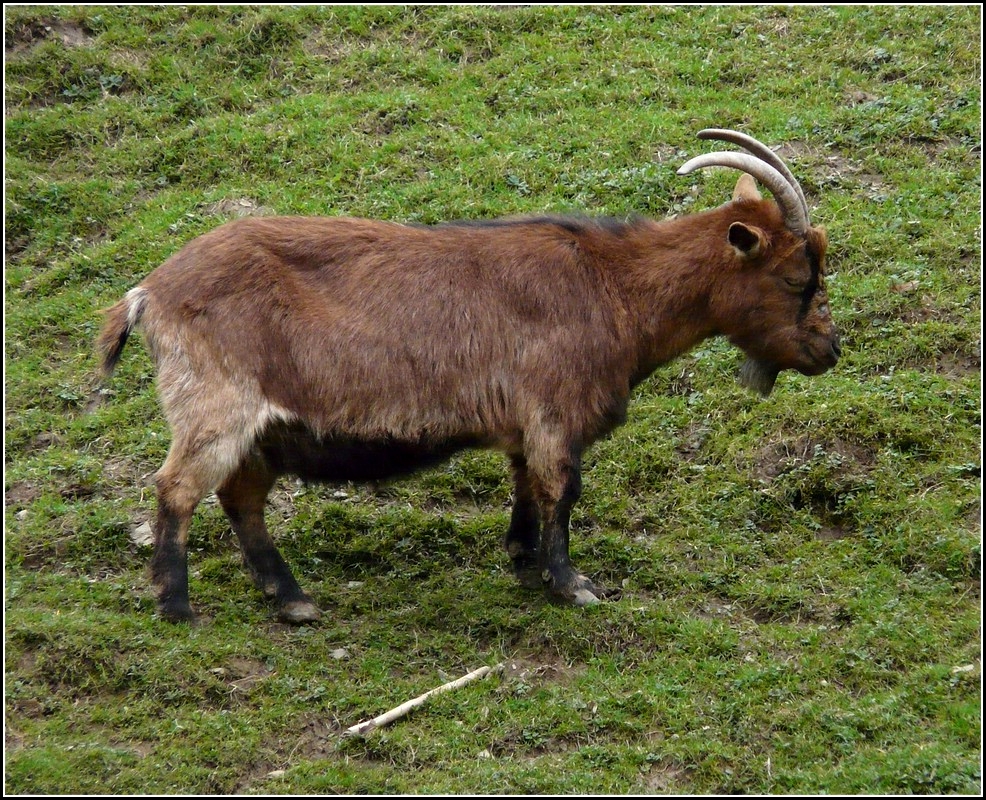 Zwergziege aufgenommen am 05.04.2009. (Jeanny)