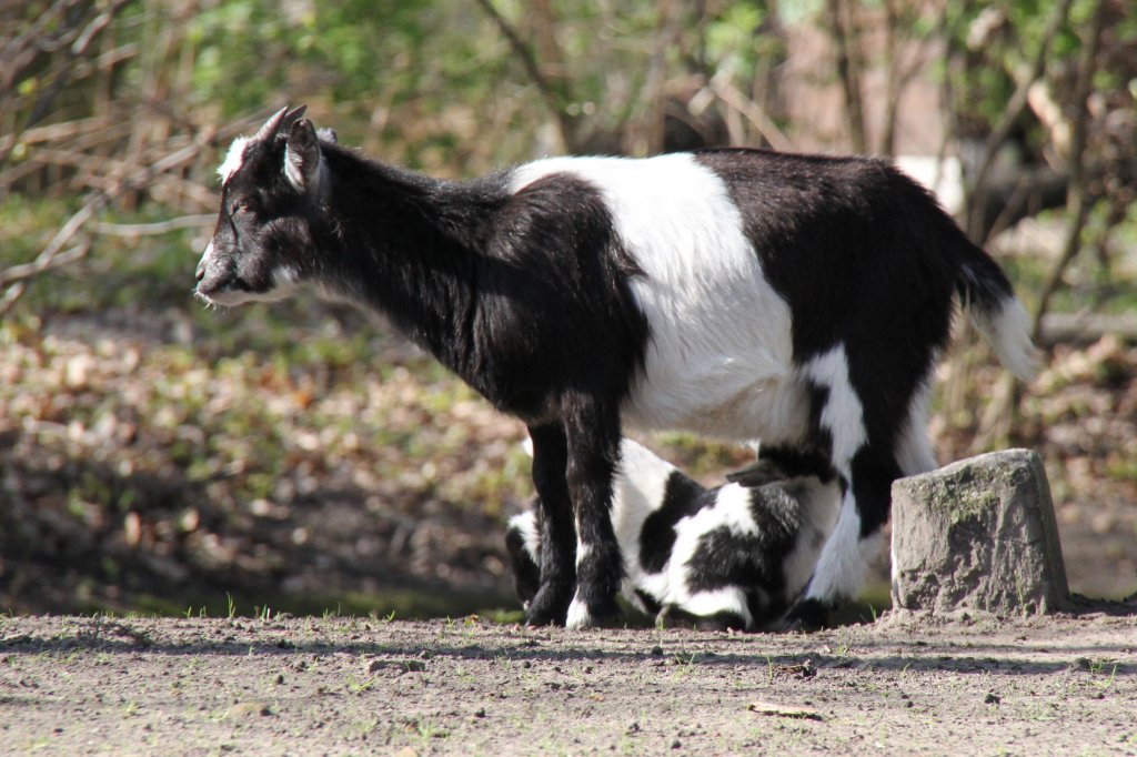 Zwergziegen beim Sugen. Tierpark Berlin am 18.4.2010.