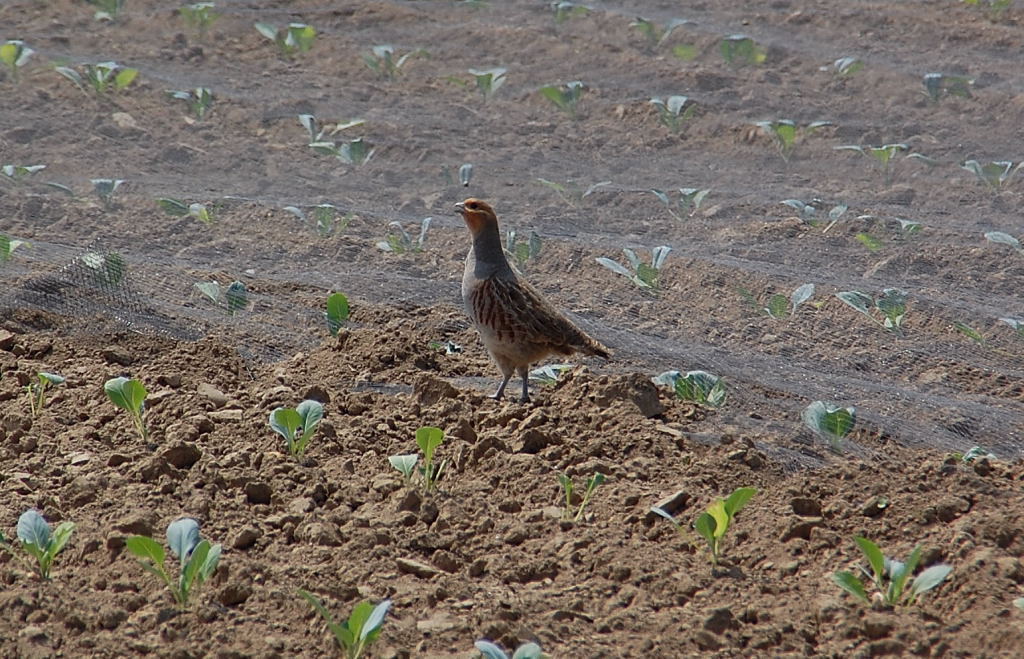 Zwischen den Jungpflanzen flchte dieses Rebhuhn, das kurz zuvor vor meinem Wagen ber die Landstrae huschte.....Kelzenberg den 30. Mai 2012