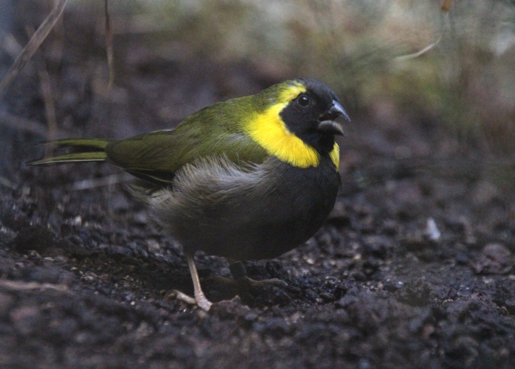 Zwitschernder Kleiner Kubafink (Tiaris canorus) am 25.2.2010 im Zoo Berlin.