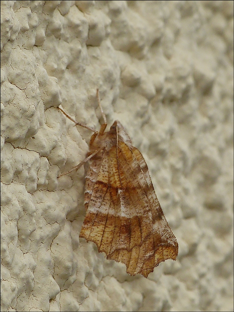  .  Dreistreifiger Mondfleckspanner (Selenia dentaria) sonnte sich an unserer Hauswand. 04.04.2014