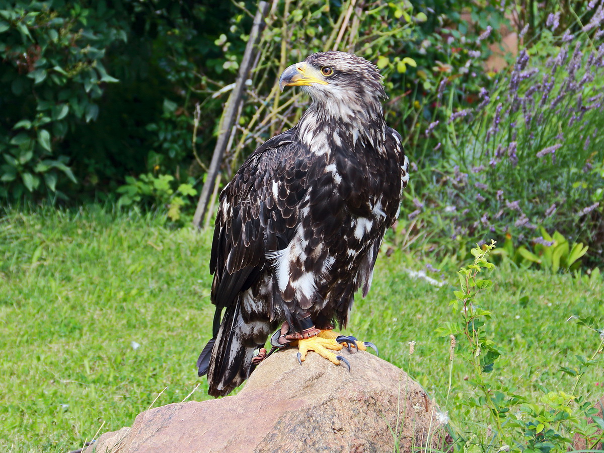  04. August 2017 auf den Falkenhof Ravensberg in Potsdam konnte dieser Steinadler bewundert werden.