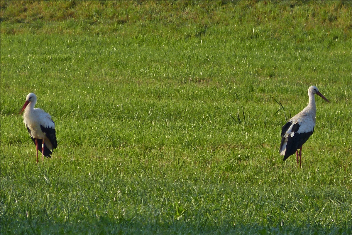  2 Jungstrche auf Nahrungssuche auf freiem Feld.  04.09.2017