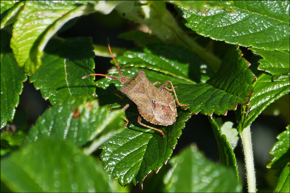 . Am 06.06.2014 habe ich diese Lederwanze in unserm Garten aufgenommen.