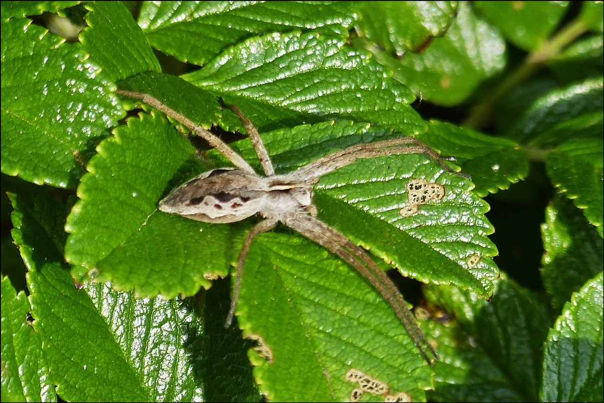 . An einem Rosenstrauch wartet diese Listspinne auf Beute.  03.06.2014