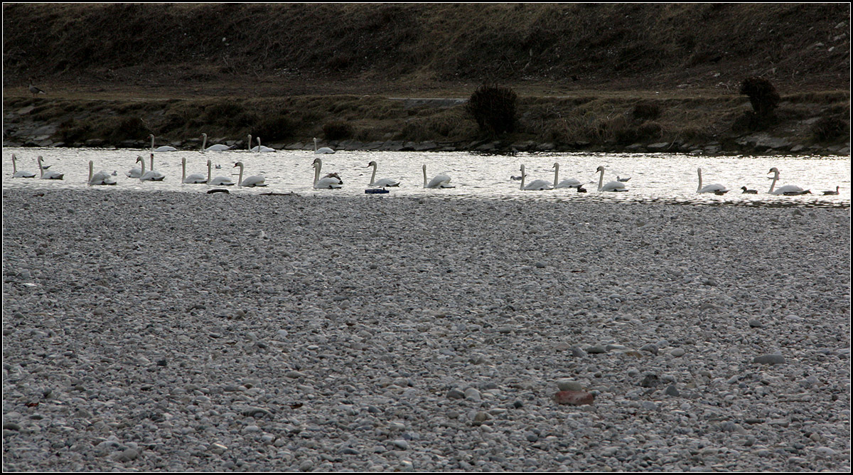 . An der Isar -

Schwne in Mnchen.

17.03.2015 (M)