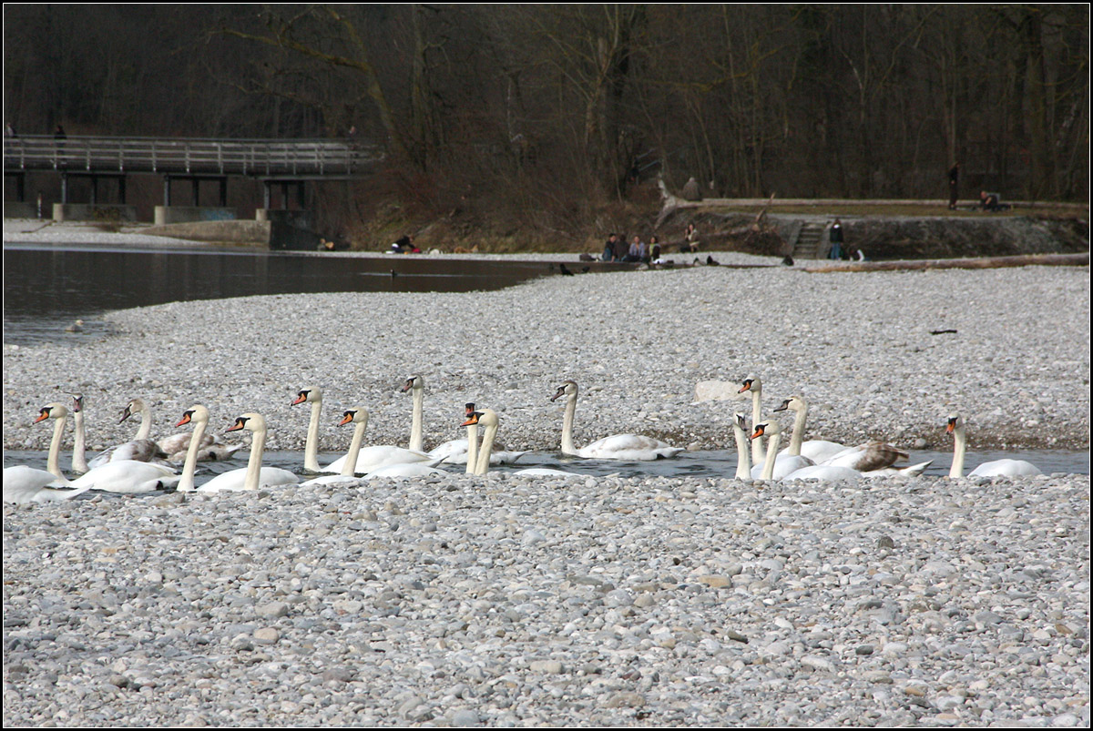 . An der Isar -

Schwne in Mnchen.

17.03.2015 (M)