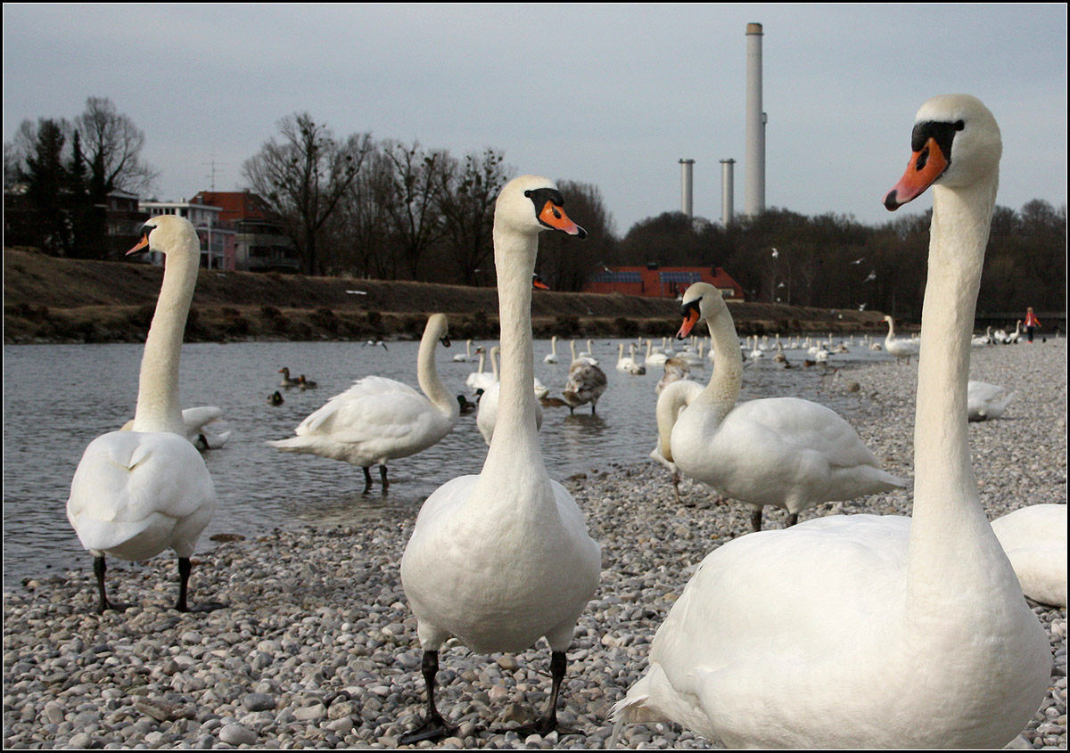 . An der Isar -

Schwne in Mnchen.

17.03.2015 (M)