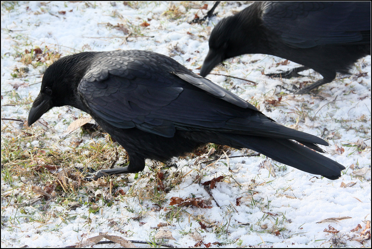 . Auf Futtersuche -

Zwei Rabenkrhen im Unteren Schlossgarten von Stuttgart,

18.01.2017 (M)