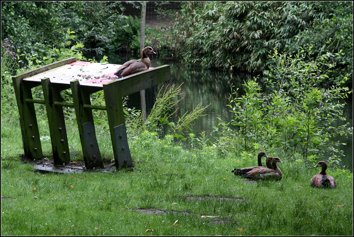 , Aussichtsplatz -

Eine aus der kleine Gruppe von Nilgnsen in einem Antwerpener Park hat sich einen Platz mit berblick ausgesucht.

20.06.2016 (M)