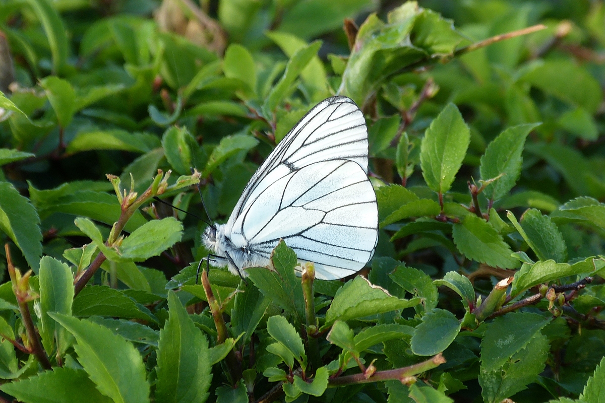 . Baum-Weiling, von der Raupe bis zum Schmetterling, erster kurzer Flug. 08.06.2015 (Hans) 