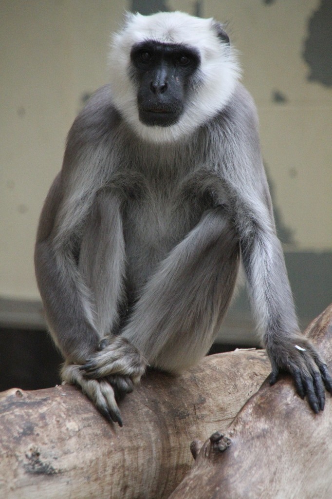  Bengalische Hanuman-Langur (Semnopithecus entellus) am 25.7.2010 im Zoo Heildelberg.