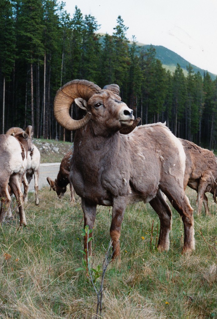  Bergziege (Oreamnos americanus) im kanadischen Yukon Provinz. Aufnahme: Juni 1987.